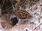 Voluntary restraint for wildfowl and wader shooting in Scotland owing to cold weather