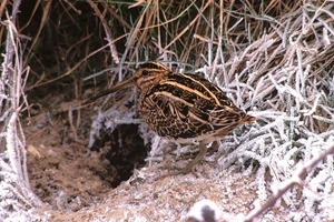 Snipe in frost