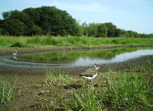 Lapwing Captured On A Trail Camera In Hampshire