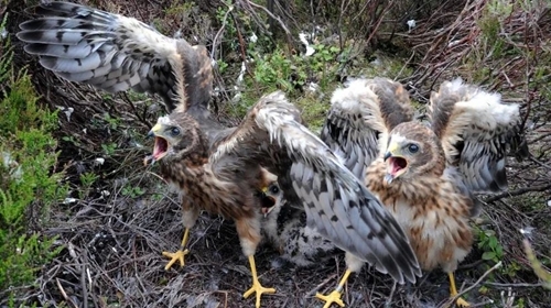 Hen Harrier Chicks Hen Harrier Chicks