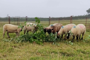 Sheep feeding on willow