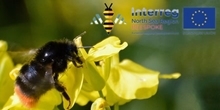 BEESPOKE