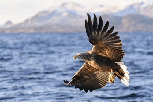 White -tailed -eagle -or -sea -eagle -fisihing -in -a -fjord -royalty -free -image -1586417121