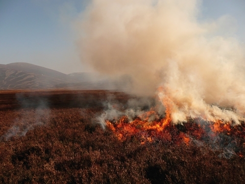 Heather Burning Heather Burning