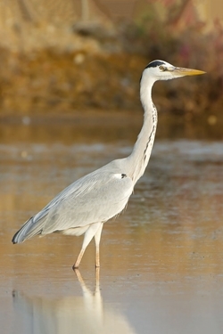 Grey heron