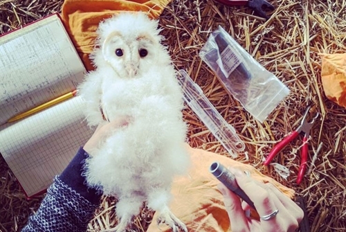 Barn owl chick