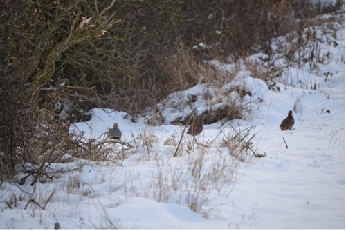 A covey of partridges in the snow. Photo by Elizabeth Fitzpatrick. A covey of partridges in the snow. Photo by Elizabeth Fitzpatrick.