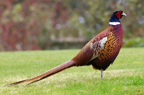 Pheasant