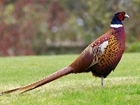 Defra public consultation on gamebird releasing