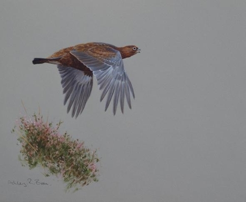 4Red Grouse Crossing _watercolour _9.75x 11inches _800_1_590x