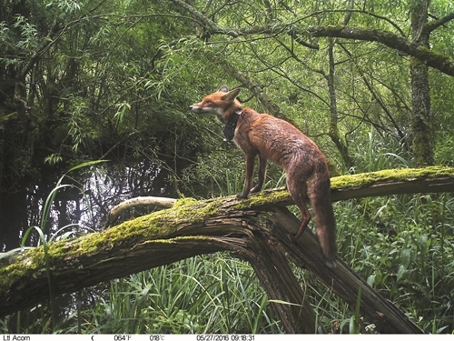 Tagged Foxes GWCT