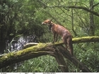 Revealing the secrets of foxes