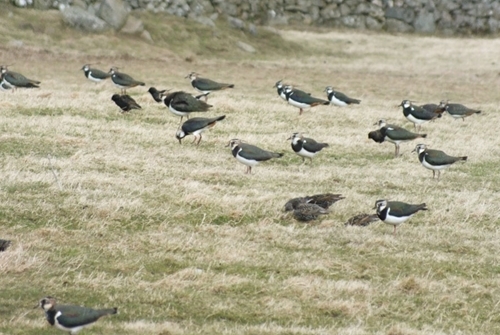 Some of our lapwing gathering at Auchnerran