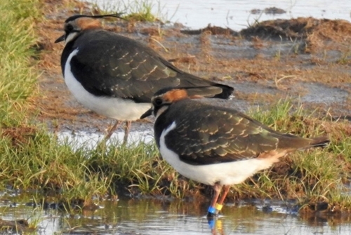 A colour-ringed lapwing, snapped on its wintering grounds in Ireland