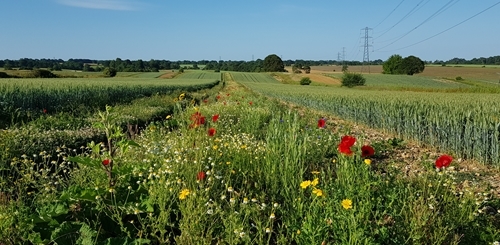 Churchers North Footpath