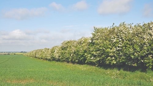 Hawthorn Hedge In Bloom (1)