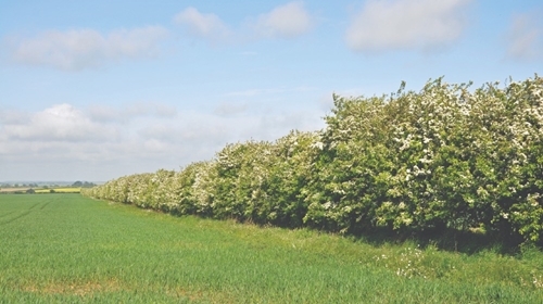 Hawthorn Hedge In Bloom (1) Hawthorn Hedge In Bloom (1)
