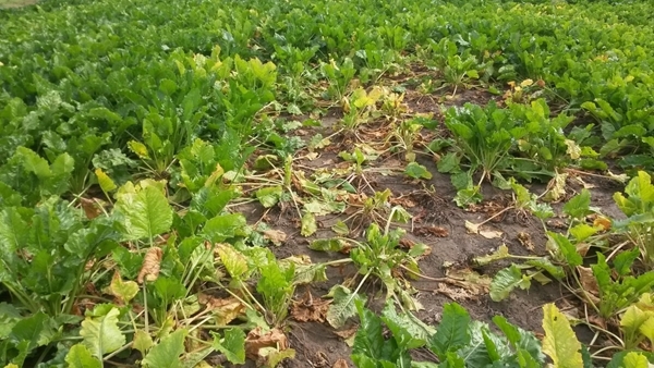 Sugar Beet (1)