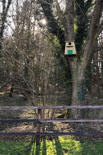 Edge of woodland