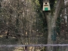 Siting your barn owl nest box