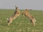 Close season would be 'bleak prospect' for brown hares - Our letter in The Telegraph