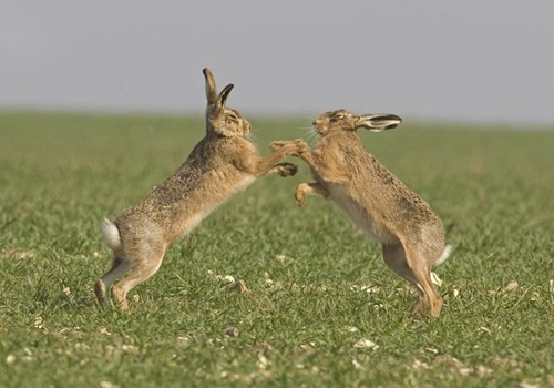Boxing -Hares -3-wwwdavidmasonimagescom