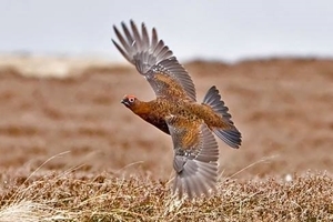 Red grouse