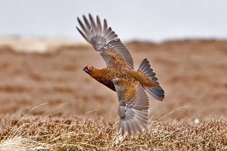 Grouse
