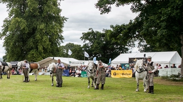 Highland Ponies SGF (1)