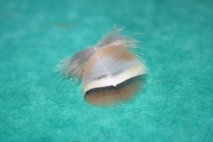 Chukar feather