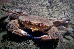 Velvet swimming crab