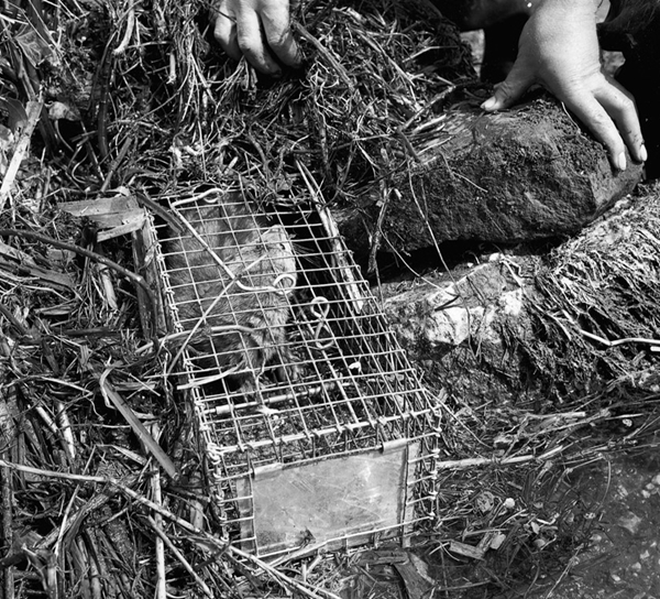 Mink2 Mink2