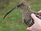Landscape use by breeding curlews