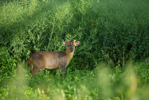 09. Muntjac Stalk 09. Muntjac Stalk