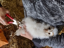 BO Ringing