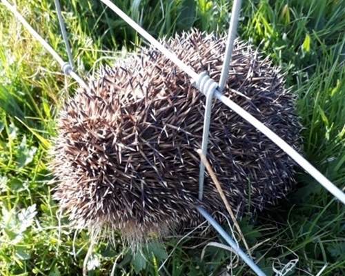 Hedgehog Wales