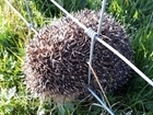 Hedghog friendly farming for the future