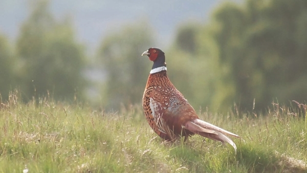 Auchnerran Wild Pheasant With Grampian Moorland Backdrop , May 2018 (1)