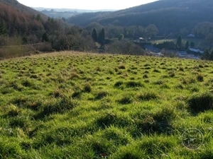 Rough Grassland