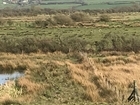 Can we really get grey partridge thriving again in Wales having lost so much of our mixed farming?