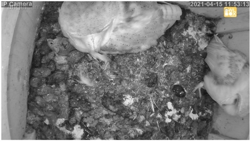 Barn owl provisioning