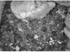 Owl Box LIVE: Barn owl courtship and nesting behaviour