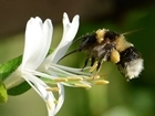Much ado about buzzing this World Bee Day