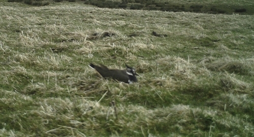 Lapwing (2)