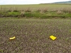 Farmer-led aphid monitoring could reduce pesticide use in tackling cereal crop virus
