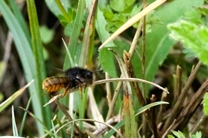 Red-tailed mason bee