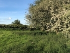 With growing enthusiasm for rewilding, why do so many farmers feel the need to have tidy hedges and topped fields?