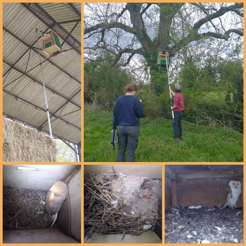 Owl Box Initiative GoPro Owl Box Initiative GoPro
