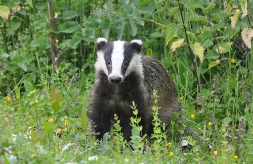 Badger