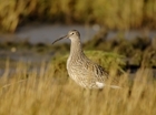 Calling all curlew enthusiasts – free workshops booking now